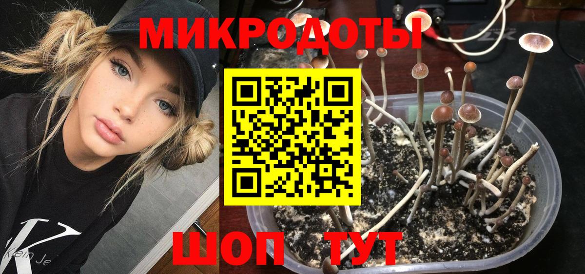 Псилоцибиновые грибы Psilocybine cubensis Красногорск